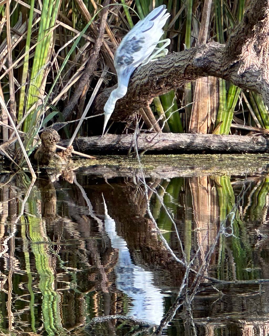 Private Everglades Kayak Tours, Motorboat, Hiking, & Night Tours
